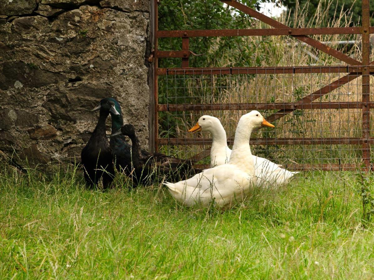 Grafog Farm Cottage, Caernarfon Groeslon Exteriör bild
